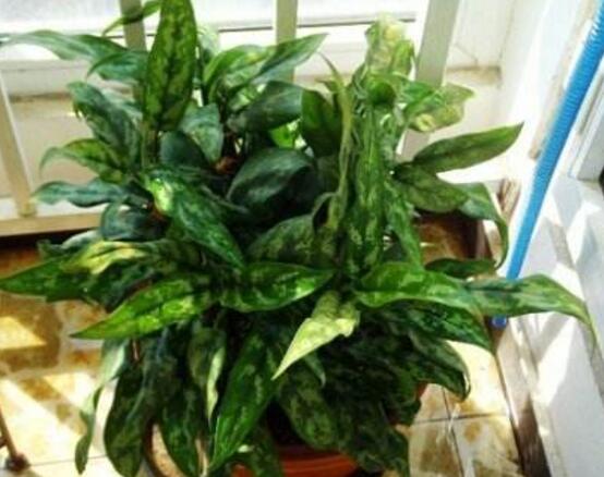 萬(wàn)年青植物有幾種，盤點(diǎn)最令人欣賞的十大品種