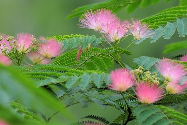 合歡樹開花是在哪個節(jié)氣