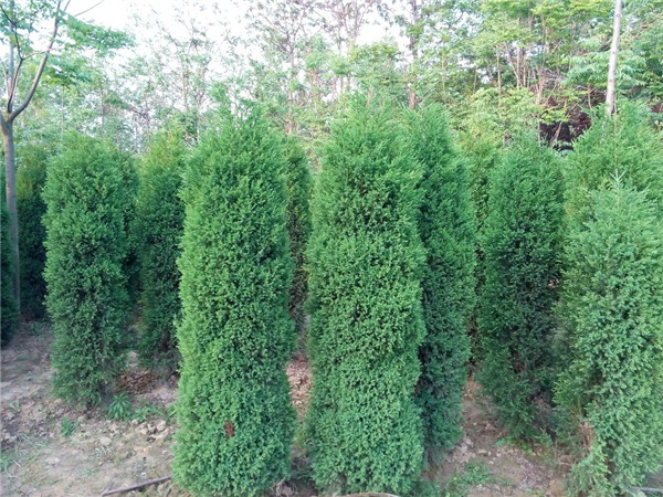 刺柏最新價格_盆景造型_圖片大全_用途介紹