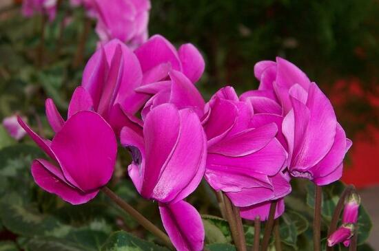 仙客來什么時(shí)候開花，仙客來一年開幾次花/冬季開花