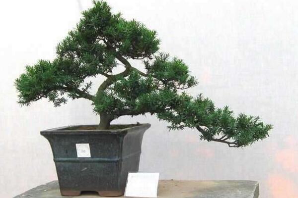 怎樣搶救干枯的羅漢松，分析問題的原因并及時(shí)補(bǔ)救
