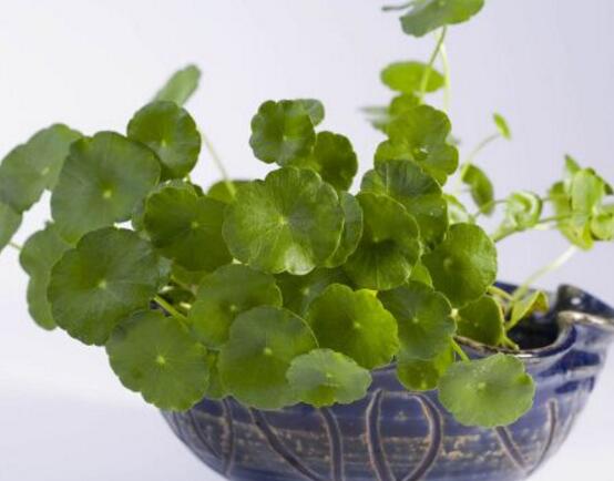 銅錢草放哪里招財(cái)，教你四個(gè)擺放最佳位置