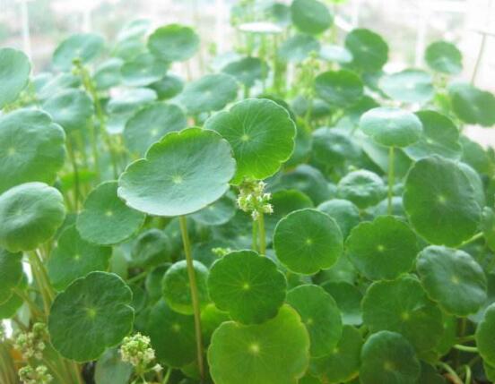 銅錢草放哪里招財(cái)，教你四個(gè)擺放最佳位置