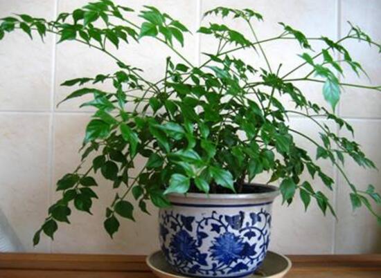 幸福樹的風(fēng)水作用有哪些，幸福樹的作用與功效
