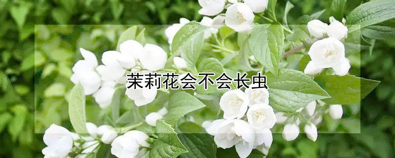 茉莉花會(huì)不會(huì)長(zhǎng)蟲(chóng)
