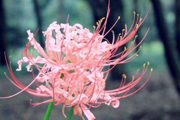 彼岸花的花語是什么，在不同國家有著不同的花語