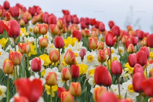 康乃馨花期怎么養(yǎng)，花期養(yǎng)護的5大要點