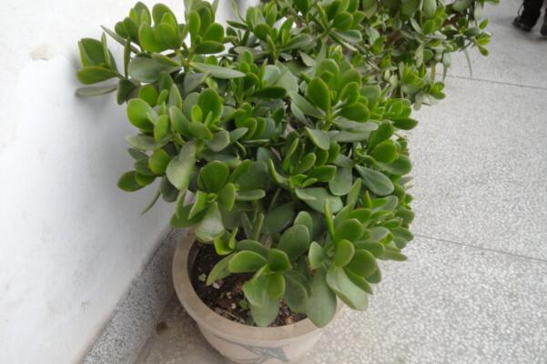燕子掌冬天怎么養(yǎng)殖，做好以下4點可保植株順利越冬