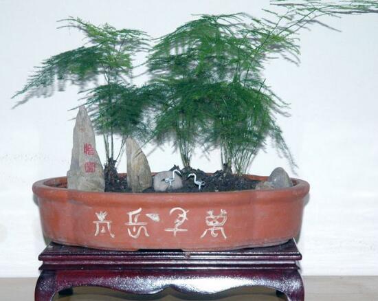 文竹花盆里有小白蟲子怎么辦，噴殺蟲劑清除害蟲
