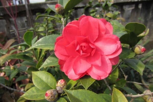 山茶花的養(yǎng)殖方法，具體方法和注意事項(xiàng)