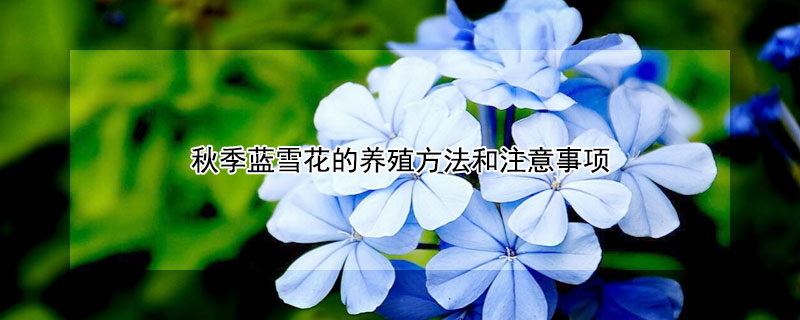秋季藍(lán)雪花的養(yǎng)殖方法和注意事項