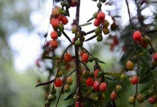 紅豆杉掉葉子是什么原因，六大辦法恢復(fù)茂盛