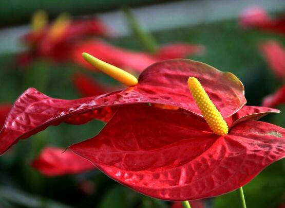 紅掌什么時候開花，一年四季均可開花