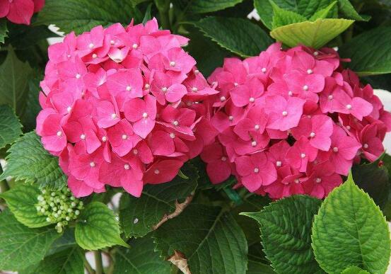 繡球花夏季怎么養(yǎng)，六個方法教你安然度夏