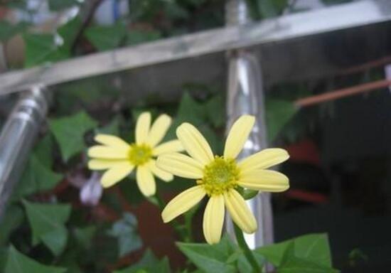 常春藤會開花嗎，常春藤什么時(shí)候開花
