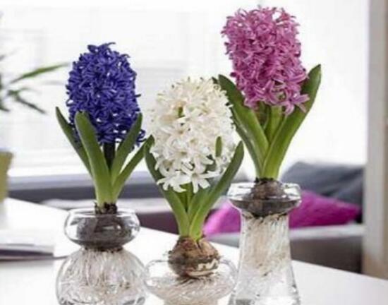 風信子什么時候開花，風信子開花后怎么處理