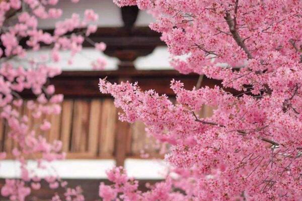 櫻花樹怎么養(yǎng)，5步即可養(yǎng)好櫻花樹