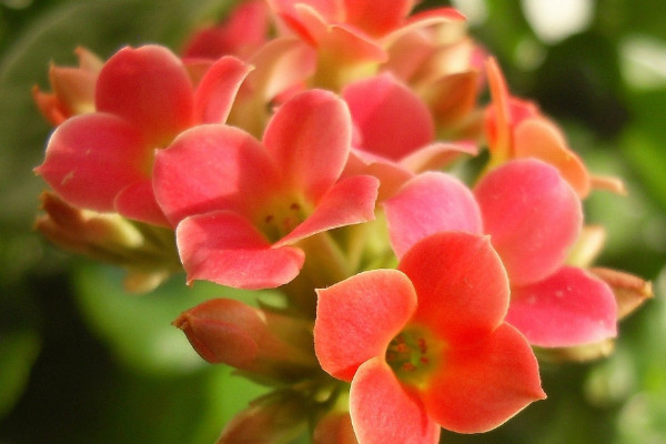 長(zhǎng)壽花扦插小苗怎么養(yǎng)
