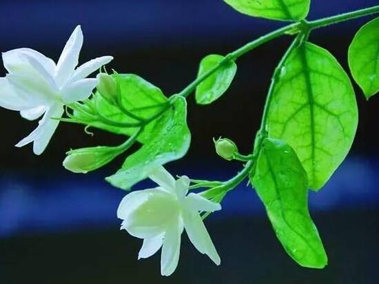 茉莉花的養(yǎng)殖方法和注意事項(xiàng)，老農(nóng)總結(jié)最實(shí)用八大養(yǎng)殖方法