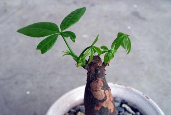小發(fā)財樹為什么要砍頭,發(fā)財樹鋸掉后如何發(fā)芽
