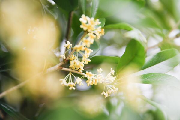 桂花樹怎么修剪，4步即可完成桂花樹的修剪
