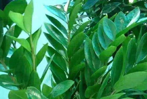金錢樹怎么養(yǎng)長得快，金錢樹八大長得快方法