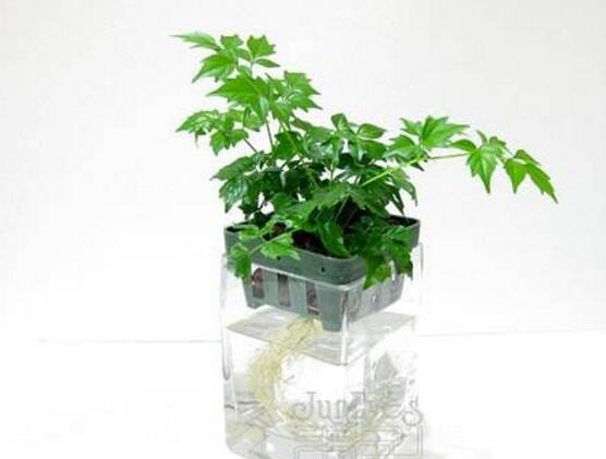 幸福樹(shù)可以水培嗎，幸福樹(shù)水培方法