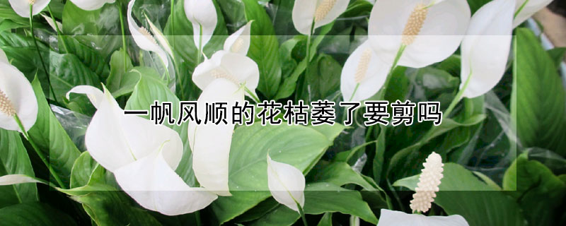 一帆風(fēng)順的花枯萎了要剪嗎