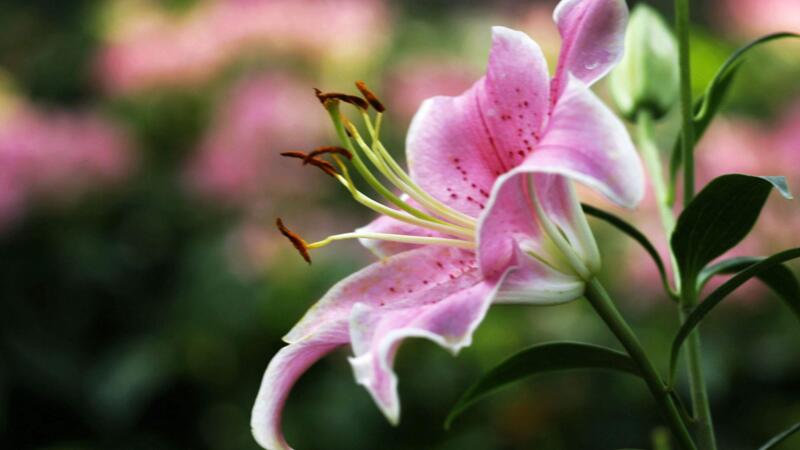 百合花花語(yǔ)