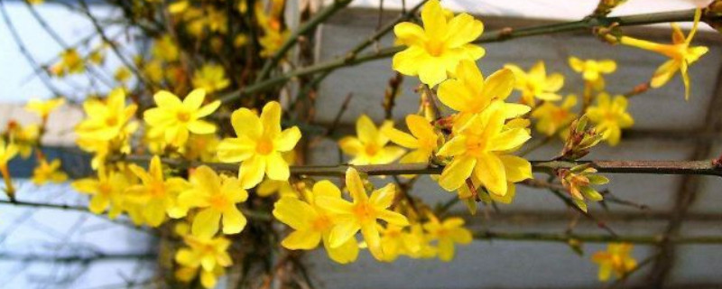 迎春花澆水過多會(huì)出現(xiàn)什么