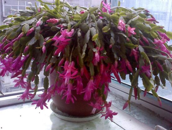 蟹爪蘭不開花怎么辦，做好六個(gè)要點(diǎn)花開爆盆