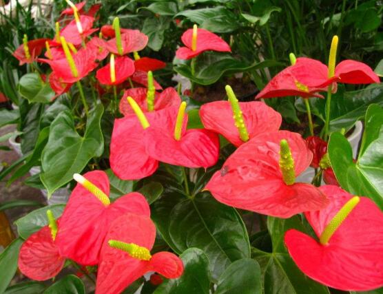 紅掌什么時候開花，一年四季均可開花
