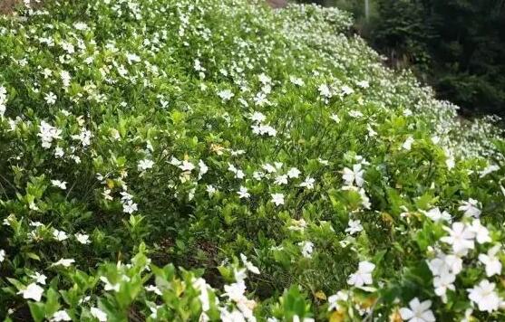 梔子花怎么澆水，梔子花澆水方法