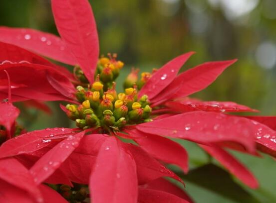 一品紅什么時候開花，一品紅在每年12月至翌年2月開花