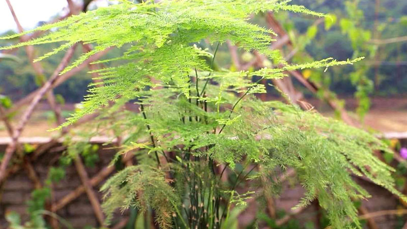 文竹葉子發(fā)黃怎么挽救