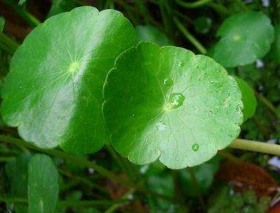 銅錢草怎么澆水，最適水溫22-28度