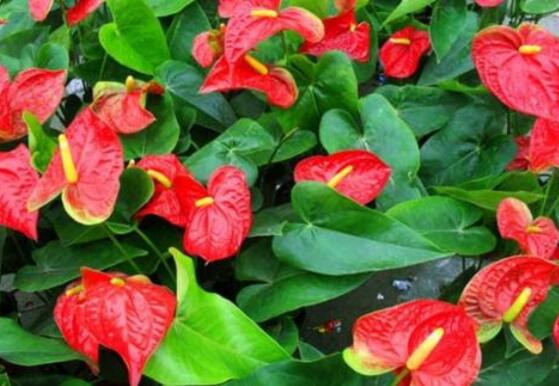 紅掌的養(yǎng)殖方法和注意事項，老農(nóng)總結(jié)八大基本方法