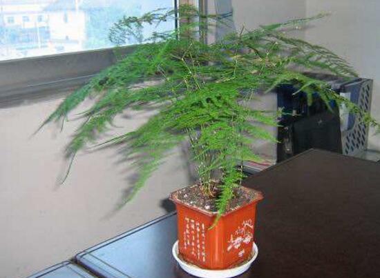文竹有毒嗎，文竹能放在臥室嗎/無毒可以養(yǎng)