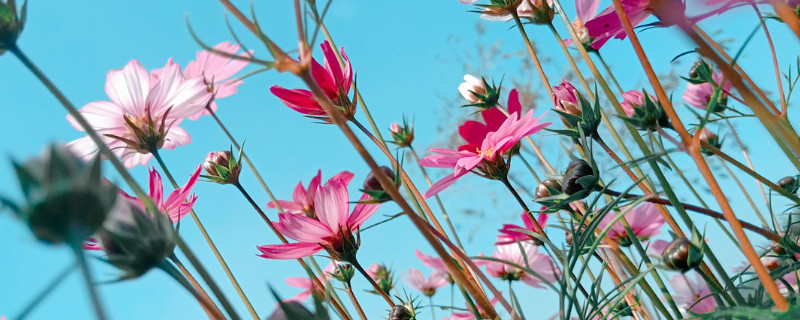 依米花的花語