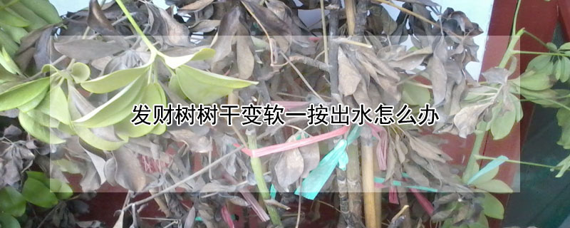 發(fā)財(cái)樹樹干變軟一按出水怎么辦