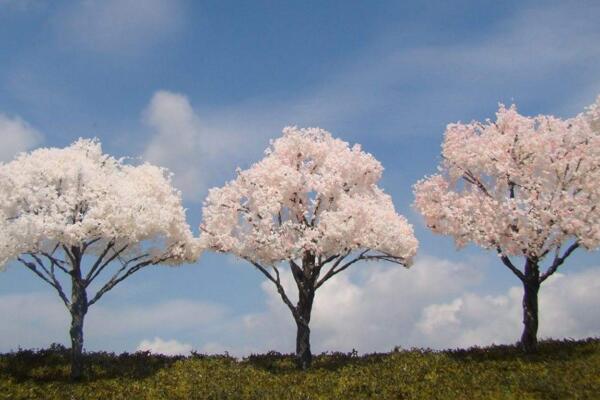 櫻花樹怎么養(yǎng)，5步即可養(yǎng)好櫻花樹