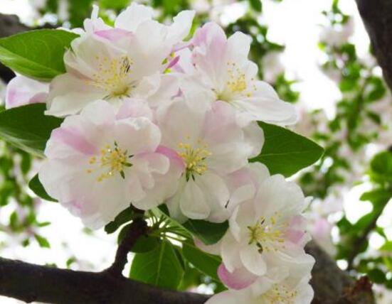 海棠花怎么施肥，海棠花施復(fù)合肥最好