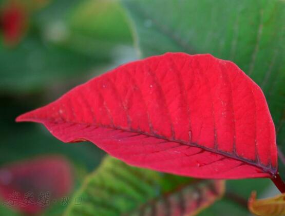 一品紅爛根怎么辦，一品紅爛根解決辦法
