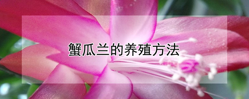 蟹瓜蘭的養(yǎng)殖方法