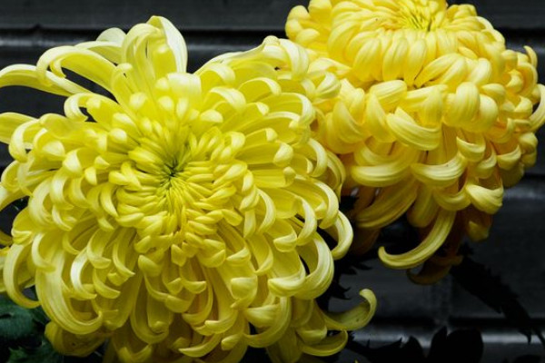 菊花根第二年還可以發(fā)芽嗎