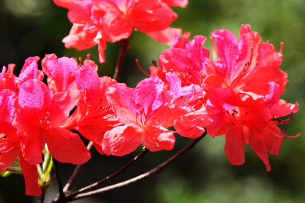 杜鵑花十月開(kāi)花正常嗎
