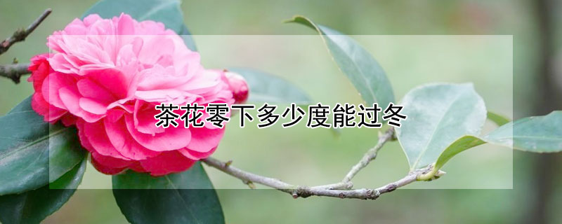 茶花零下多少度能過(guò)冬