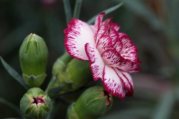 康乃馨一年開(kāi)幾次花（一次），盤(pán)點(diǎn)一年四季開(kāi)花的養(yǎng)殖方法