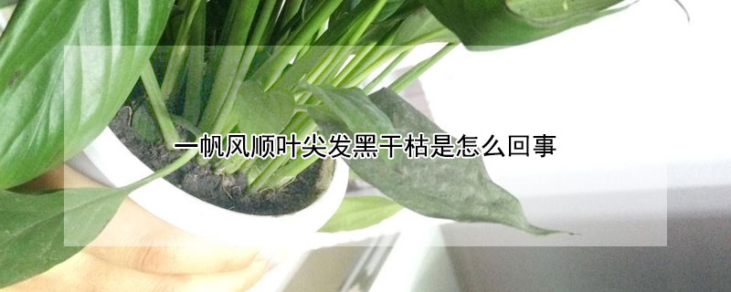 一帆風順葉尖發(fā)黑干枯是怎么回事