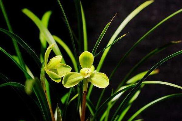 蘭花花苞發(fā)黑脫落怎么辦，多是施肥量大、澆水過(guò)多